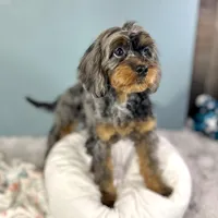 Petunia ~ Vet Checked, Microchipped, Current Rabies, a female Cavapoo for sale in Humboldt, NE – 7 of 10