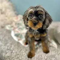 Petunia ~ Vet Checked, Microchipped, Current Rabies, a female Cavapoo for sale in Humboldt, NE – 9 of 10