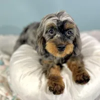 Petunia ~ Vet Checked, Microchipped, Current Rabies, a female Cavapoo for sale in Humboldt, NE – 5 of 10