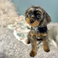 Petunia ~ Vet Checked, Microchipped, Current Rabies, a female Cavapoo for sale in Humboldt, NE – 4 of 10