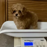 Saffron * F1b Teacup * Hypoallergenic, a male Cavapoo for sale in Humboldt, NE – Photo 10 of 10