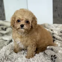 Saffron * F1b Teacup * Hypoallergenic, a male Cavapoo for sale in Humboldt, NE – Photo 1 of 10