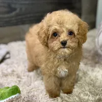 Saffron * F1b Teacup * Hypoallergenic, a male Cavapoo for sale in Humboldt, NE – Photo 2 of 10