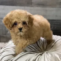 Saffron * F1b Teacup * Hypoallergenic, a male Cavapoo for sale in Humboldt, NE – Photo 5 of 10