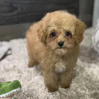 Saffron * F1b Teacup * Hypoallergenic, a male Cavapoo for sale in Humboldt, NE – Photo 4 of 10