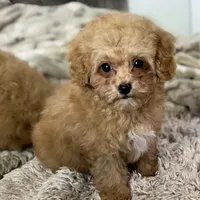 Saffron * F1b Teacup * Hypoallergenic, a male Cavapoo for sale in Humboldt, NE – Photo 8 of 10