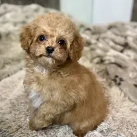 Saffron * F1b Teacup * Hypoallergenic, a male Cavapoo for sale in Humboldt, NE – Photo 9 of 10