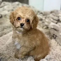 Saffron * F1b Teacup * Hypoallergenic, a male Cavapoo for sale in Humboldt, NE – Photo 7 of 10