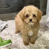 Saffron * F1b Teacup * Hypoallergenic, a male Cavapoo for sale in Humboldt, NE – Photo 3 of 10