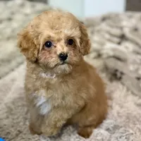 Saffron * F1b Teacup * Hypoallergenic, a male Cavapoo for sale in Humboldt, NE – Photo 6 of 10