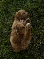 Dolly, a female Miniature Goldendoodle for sale in Sarasota, FL – 6 of 10