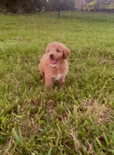 Nova, a female Miniature Goldendoodle for sale in Sarasota, FL – 9 of 10