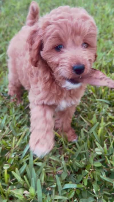 Nova, a female Miniature Goldendoodle for sale in Sarasota, FL – 6 of 10