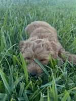 Dolly, a female Miniature Goldendoodle for sale in Sarasota, FL – 4 of 10