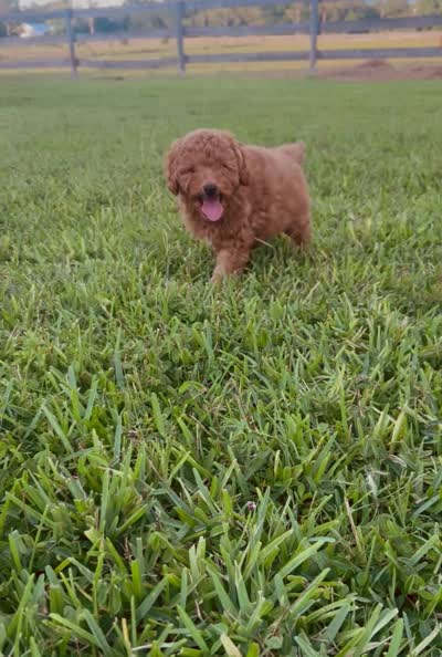 Chance, a male Miniature Goldendoodle for sale in Sarasota, FL – 10 of 10