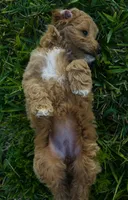 Nova, a female Miniature Goldendoodle for sale in Sarasota, FL – 3 of 10
