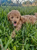 Nova, a female Miniature Goldendoodle for sale in Sarasota, FL – 4 of 10
