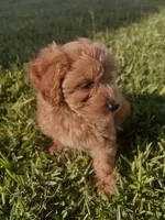Dolly, a female Miniature Goldendoodle for sale in Sarasota, FL – 9 of 10