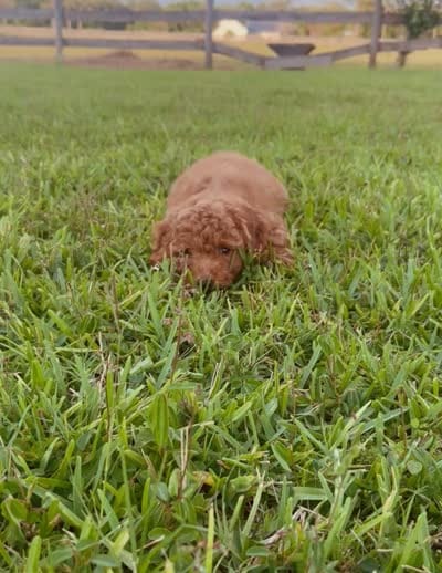 Chance, a male Miniature Goldendoodle for sale in Sarasota, FL – 6 of 10