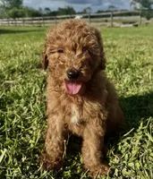 Chance, a male Miniature Goldendoodle for sale in Sarasota, FL – 1 of 10