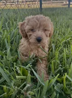 Dolly, a female Miniature Goldendoodle for sale in Sarasota, FL – 3 of 10