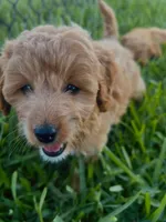 Nova, a female Miniature Goldendoodle for sale in Sarasota, FL – 7 of 10
