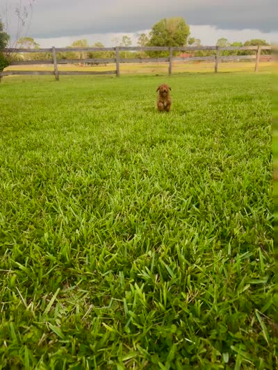 Chance, a male Miniature Goldendoodle for sale in Sarasota, FL – 3 of 10