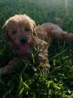 Nova, a female Miniature Goldendoodle for sale in Sarasota, FL – 8 of 10