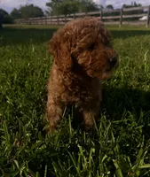 Chance, a male Miniature Goldendoodle for sale in Sarasota, FL – 8 of 10