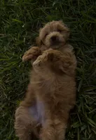 Dolly, a female Miniature Goldendoodle for sale in Sarasota, FL – 7 of 10