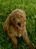 Chance, a male Miniature Goldendoodle for sale in Sarasota, FL – 2 of 10