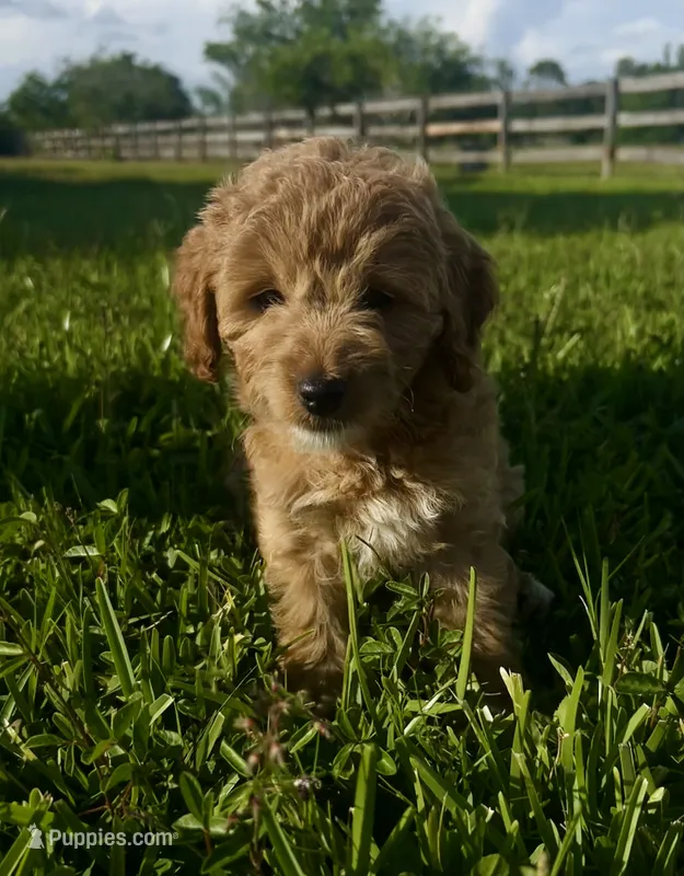 Nova – Miniature Goldendoodle puppy for sale in Sarasota, FL