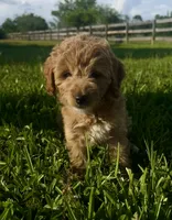 Nova, a female Miniature Goldendoodle for sale in Sarasota, FL – 1 of 10