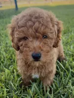 Chance, a male Miniature Goldendoodle for sale in Sarasota, FL – 7 of 10