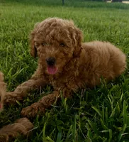 Chance, a male Miniature Goldendoodle for sale in Sarasota, FL – 4 of 10