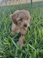 Dolly, a female Miniature Goldendoodle for sale in Sarasota, FL – 2 of 10