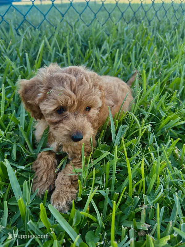 Dolly – Miniature Goldendoodle puppy for sale in Sarasota, FL