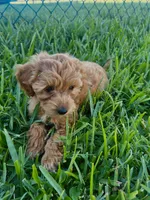 Dolly, a female Miniature Goldendoodle for sale in Sarasota, FL – 1 of 10