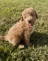 Nova, a female Miniature Goldendoodle for sale in Sarasota, FL – 10 of 10