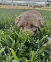 Dolly, a female Miniature Goldendoodle for sale in Sarasota, FL – 5 of 10