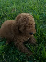 Chance, a male Miniature Goldendoodle for sale in Sarasota, FL – 5 of 10