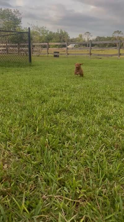 Chance, a male Miniature Goldendoodle for sale in Sarasota, FL – 9 of 10