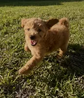 Dolly, a female Miniature Goldendoodle for sale in Sarasota, FL – 8 of 10