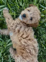 Nova, a female Miniature Goldendoodle for sale in Sarasota, FL – 2 of 10