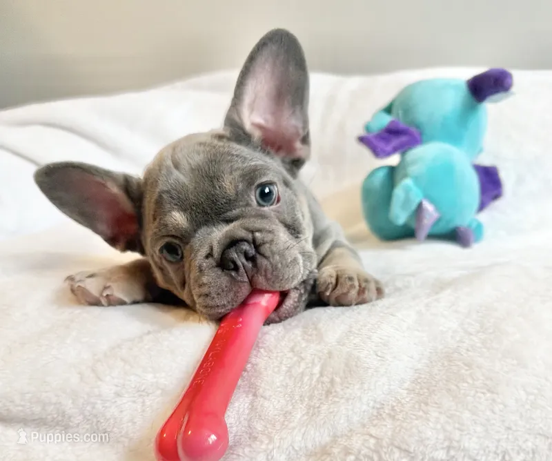 Teddy – French Bulldog puppy for sale in Staten Island, NY