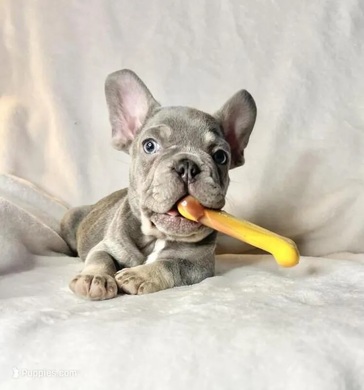 Romeo – French Bulldog puppy for sale in Staten Island, NY
