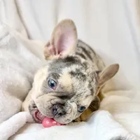 Romeo, a male French Bulldog for sale in Staten Island, NY – Photo 1 of 2