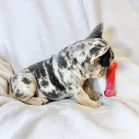 Romeo, a male French Bulldog for sale in Staten Island, NY – Photo 2 of 2