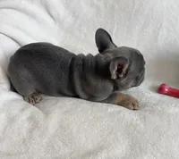 Teddy, a male French Bulldog for sale in Staten Island, NY – 2 of 2
