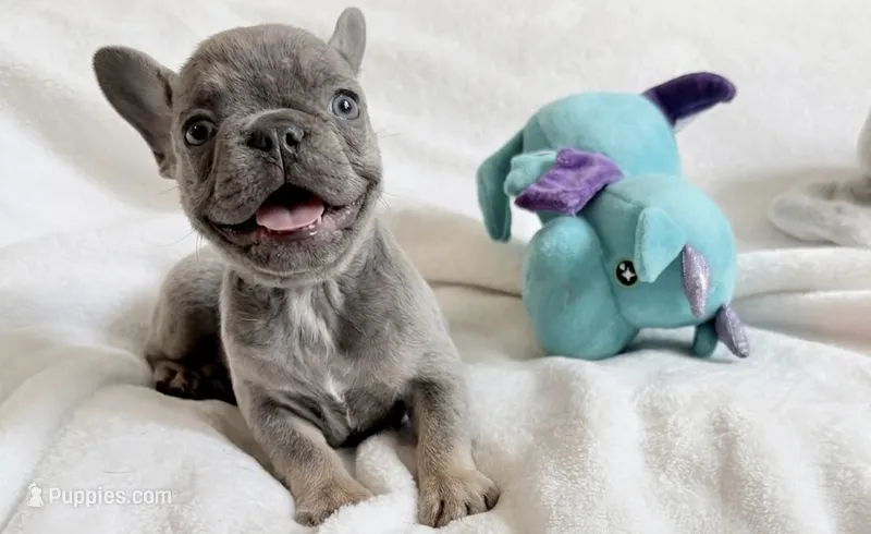 Rocky  – French Bulldog puppy for sale in Staten Island, NY